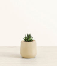Load image into Gallery viewer, Almond Green*****Succulent

