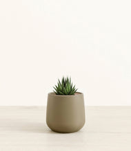Load image into Gallery viewer, Olive*****Succulent
