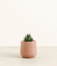 Load image into Gallery viewer, Calm Rose*****Succulent
