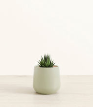 Load image into Gallery viewer, Turquoise*****Succulent
