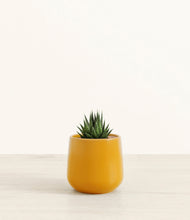 Load image into Gallery viewer, Mustard*****Succulent
