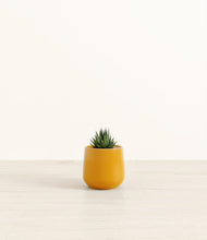 Load image into Gallery viewer, Mustard*****Profile
