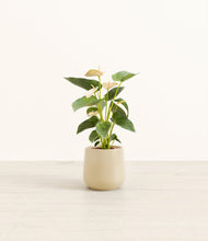 Load image into Gallery viewer, Almond Green*****Profile
