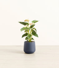 Load image into Gallery viewer, Deep Navy*****Profile
