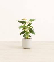 Load image into Gallery viewer, Cotton White*****Profile
