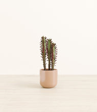 Lade das Bild in den Galerie-Viewer, Glossy Pink*****Profile
