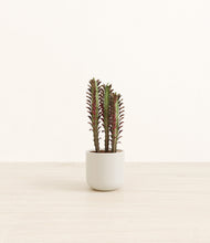 Lade das Bild in den Galerie-Viewer, Cotton White*****Profile
