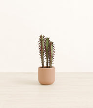 Lade das Bild in den Galerie-Viewer, Striped Peach Pink*****Profile
