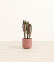 Lade das Bild in den Galerie-Viewer, Hammered Rose Pink*****Profile
