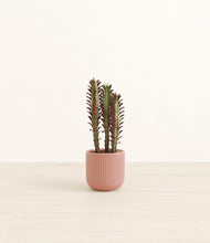 Lade das Bild in den Galerie-Viewer, Striped Rose Pink*****Profile
