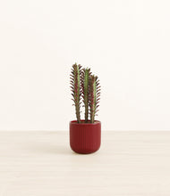 Lade das Bild in den Galerie-Viewer, Striped Cherry Red*****Profile
