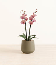 Load image into Gallery viewer, Olive*****Profile
