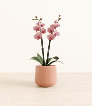 Load image into Gallery viewer, Calm Rose*****Profile
