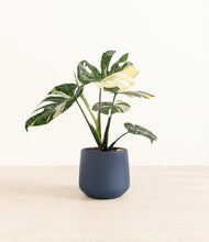 Load image into Gallery viewer, Deep Navy*****Profile
