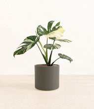 Load image into Gallery viewer, Dark Olive*****Profile
