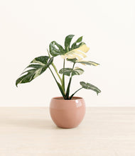 Load image into Gallery viewer, Calm Rose*****Profile
