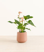 Load image into Gallery viewer, Calm Rose*****Profile
