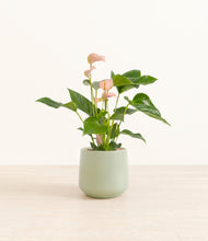 Load image into Gallery viewer, Turquoise*****Profile
