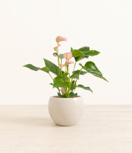 Load image into Gallery viewer, Shiny Eggwhite*****Profile
