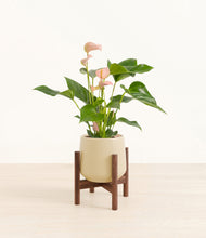 Load image into Gallery viewer, Almond Green stand:walnut
