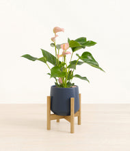 Load image into Gallery viewer, Deep Navy stand:bamboo
