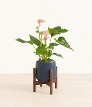 Load image into Gallery viewer, Deep Navy stand:walnut
