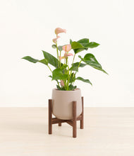 Load image into Gallery viewer, Eternal Gray stand:walnut
