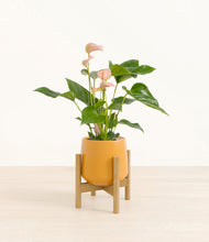 Load image into Gallery viewer, Mustard stand:bamboo
