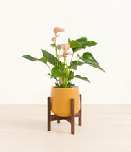 Load image into Gallery viewer, Mustard stand:walnut
