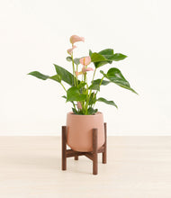 Load image into Gallery viewer, Calm Rose stand:walnut
