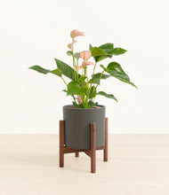 Load image into Gallery viewer, Dark Olive stand:walnut

