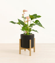 Load image into Gallery viewer, Black stand:bamboo
