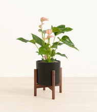 Load image into Gallery viewer, Black stand:walnut
