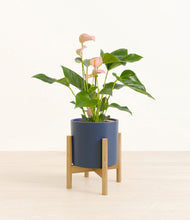 Load image into Gallery viewer, Deep Navy stand:bamboo
