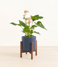 Load image into Gallery viewer, Deep Navy stand:walnut
