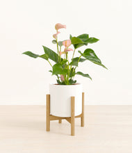 Load image into Gallery viewer, White stand:bamboo
