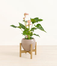 Load image into Gallery viewer, Desert Brown stand:bamboo
