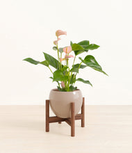 Load image into Gallery viewer, Desert Brown stand:walnut
