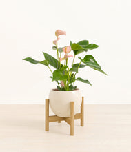 Load image into Gallery viewer, Shiny Eggwhite stand:bamboo
