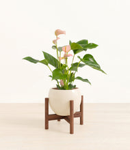 Load image into Gallery viewer, Shiny Eggwhite stand:walnut
