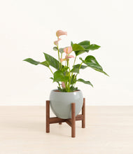 Load image into Gallery viewer, Deep Ocean stand:walnut
