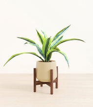 Lade das Bild in den Galerie-Viewer, Almond Green stand:walnut
