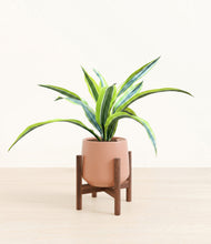 Lade das Bild in den Galerie-Viewer, Calm Rose stand:walnut

