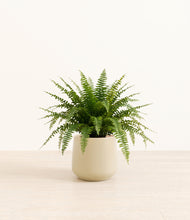 Load image into Gallery viewer, Almond Green*****Profile
