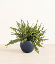Lade das Bild in den Galerie-Viewer, Deep Navy*****Profile
