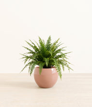 Load image into Gallery viewer, Calm Rose*****Profile
