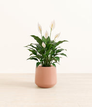Load image into Gallery viewer, Calm Rose*****Profile
