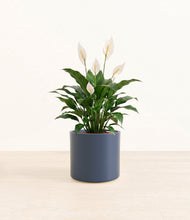 Load image into Gallery viewer, Deep Navy*****Profile

