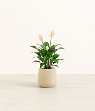 Lade das Bild in den Galerie-Viewer, Almond Green*****Profile
