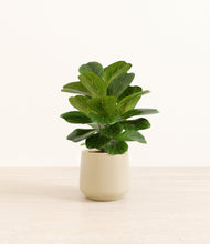 Load image into Gallery viewer, Almond Green*****Profile
